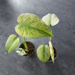 Monstera skvelá (Monstera deliciosa)  ‘MINT VARIEGATED’ - výška 10-15 cm, kont. P6